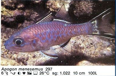 Apogon menesemus